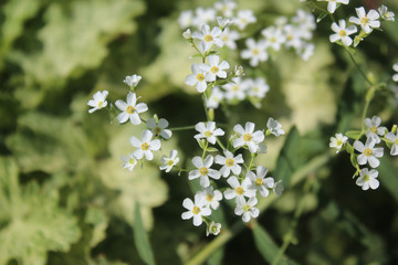 Tiny White Blossoms