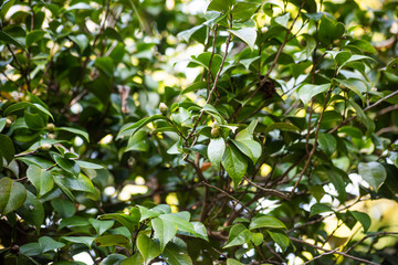 Leaves on the branches camellia japonica