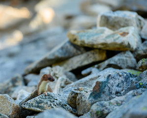 Ermine with Copy Space Above