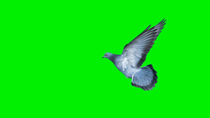 Pigeons flying in the green background