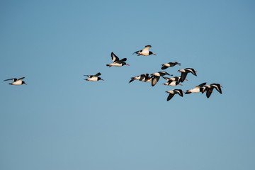 Eurasian Oystercatcher flying on sky at daytime. Their Latin name are Haematopus ostralegus.