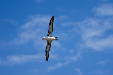 空を飛ぶコアホウドリ