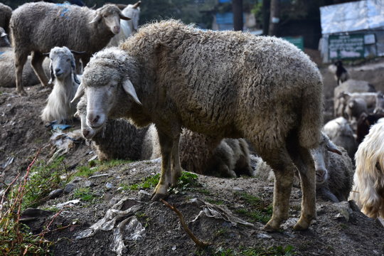 インドのヒマラヤ山岳地帯のマナーリー　山羊と羊の群れ　可愛い羊のクローズアップ写真