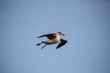 空を飛ぶコアホウドリ