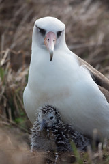 コアホウドリの親子