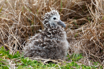 コアホウドリのひな