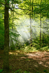 Fototapeta na wymiar Forest of Sun Rays in Kentucky Morning