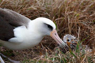 ヒナにエサをあたえるコアホウドリ