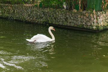 Obraz premium white swan on lake