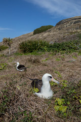 Fototapeta premium コアホウドリ