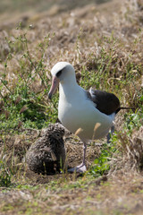 ヒナを育てるコアホウドリ