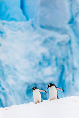 Gentoo penguin couple cuddling, courting, walking in wild nature, near snow and ice caves. Pair of two penguins as friends or in love. Bird behavior wildlife scene from nature in Antarctica.