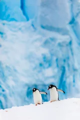 Gardinen Pinguin Gentoo penguin couple cuddling, courting, walking in wild nature, near snow and ice caves. Pair of two penguins as friends or in love. Bird behavior wildlife scene from nature in Antarctica.  © Gabi