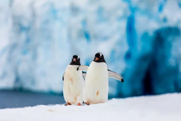 Fotobehang Gentoo penguin couple cuddling, courting, walking in wild nature, near snow and ice caves. Pair of two penguins as friends or in love. Bird behavior wildlife scene from nature in Antarctica. © Gabi