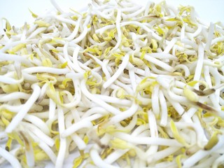 Hand hold fresh Bean kecambah sprout or tauge or toge or taoge from mung beans. Common in Eastern Asian cuisine, made from sprouting beans. Deep of field pile of bean sprouts pattern isolated white 
