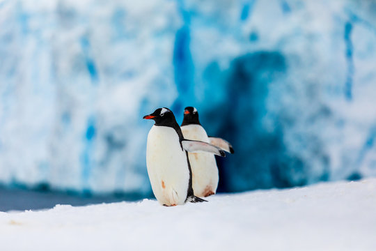 Gentoo penguin couple cuddling, courting, walking in wild nature, near snow and ice caves. Pair of two penguins as friends or in love. Bird behavior wildlife scene from nature in Antarctica.