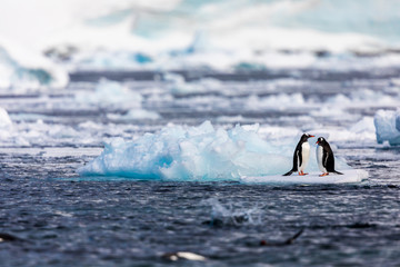 Pair of gentoo penguins in wild nature, fighting on iceberg in the sea water. Bird behavior...