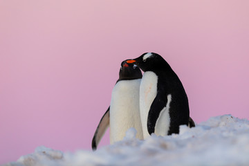 Gentoo penguin couple courting and mating in wild nature, near snow and ice under pink sky. Pair of...