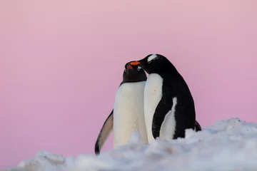Fotobehang Gentoo penguin couple courting and mating in wild nature, near snow and ice under pink sky. Pair of penguins interacting with each other. Bird behavior wildlife scene from nature in Antarctica. © Gabi