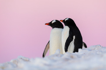 Obraz premium Gentoo penguin couple courting and mating in wild nature, near snow and ice under pink sky. Pair of penguins interacting with each other. Bird behavior wildlife scene from nature in Antarctica.