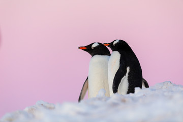 Gentoo penguin couple courting and mating in wild nature, near snow and ice under pink sky. Pair of penguins interacting with each other. Bird behavior wildlife scene from nature in Antarctica.