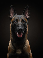 Belgian shepherd on a dark background. Dog on black. Pet in the studio
