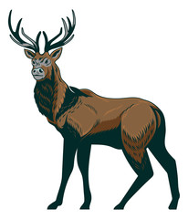 Forest wild deer on isolated white background