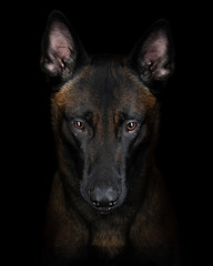 Belgian shepherd on a dark background. Dog on black. Pet in the studio