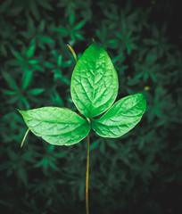 Top view of leaf in close up