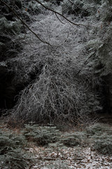 fairytale image in a frozen forest