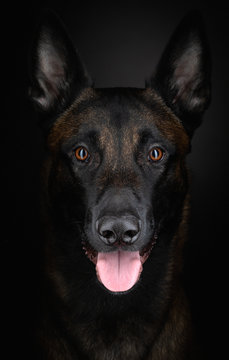Belgian shepherd on a dark background. Dog on black. Pet in the studio