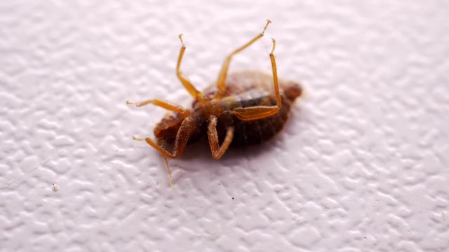 Bed bug close up. annoying blood-sucking insect fell under stream of poison from spray. Fighting with chemicals