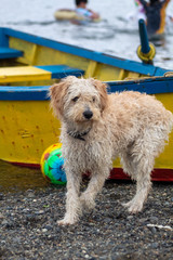 perro tierno en una actividad marina con bote de fondo amarillo