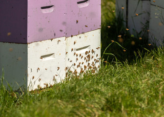 Bees on a bee skeep