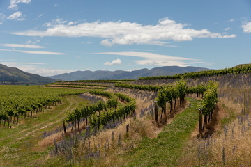 Fototapeta na wymiar Curving grapevines and wildflowers in Central Otago, New Zealand
