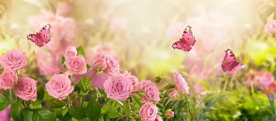 Poster Fantastische bloeiende roze roos bloem zomertuin en vliegende fantasie pauw oog vlinders op wazig zonnige glanzende gloeiende achtergrond, mysterieuze sprookje lente bloemen brede panoramische vakantie banner © julia_arda