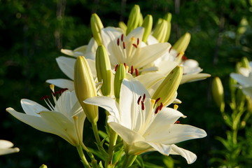 Beautiful and fragrant flowers of white Longiflorum Asiatic Lily