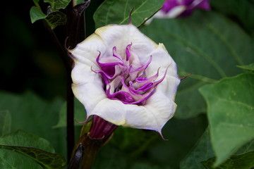A white and purple Datura Blackcurrant Swirl Horn of Plenty flower
