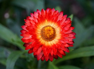 A stunning Strawflower Cottage Bronze flower in full bloom
