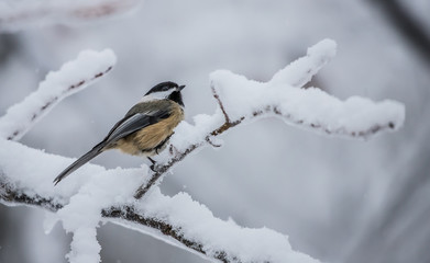 chickadee in winter storm snow