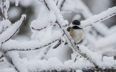 chickadee in winter storm snow