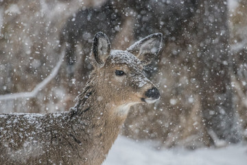 white-tailed deer in winter storm