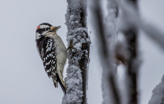male downy woodpecker in winter