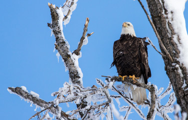 bald eagle in icy tree top 