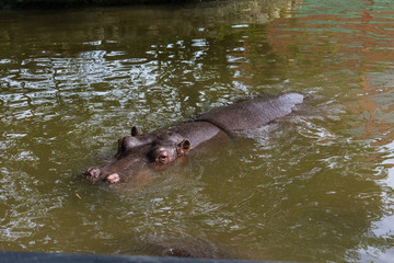 Obraz premium hippo in water