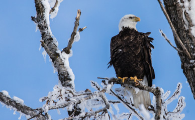 bald eagle in icy tree top 