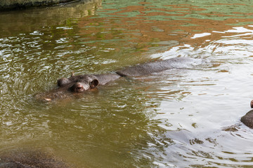hippo in water