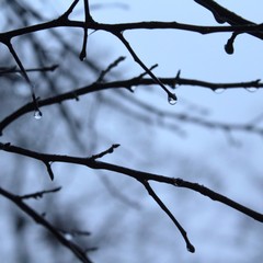 branches of a tree