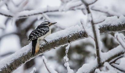 hairy woodpecker male on tree in winter