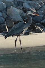 great blue heron on the beach